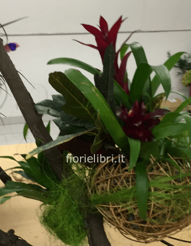 Pianta di guzmania. Il prezzo è senza vaso.