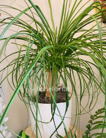 Pianta di beucarnea altezza 60 cm- diam vaso 24