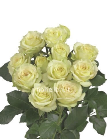 Rose bianche a steli, prima scelta