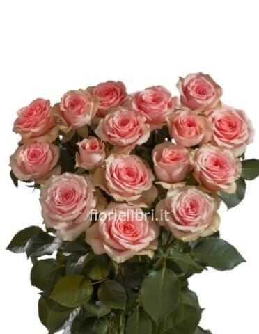 Rose rosa a steli, prima scelta