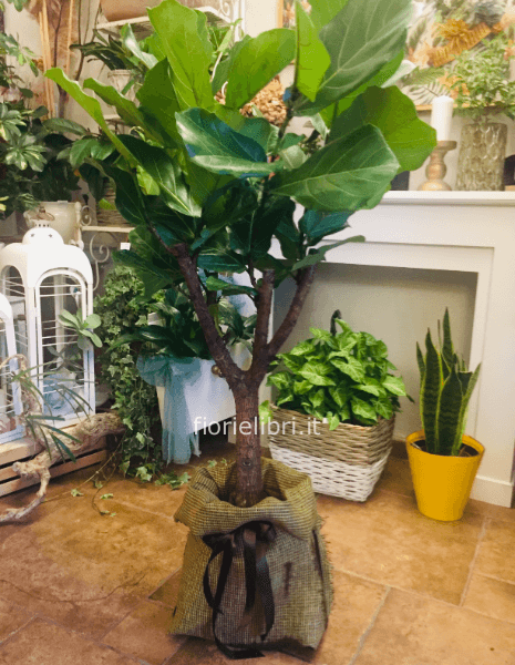 Pianta di Ficus Robusta