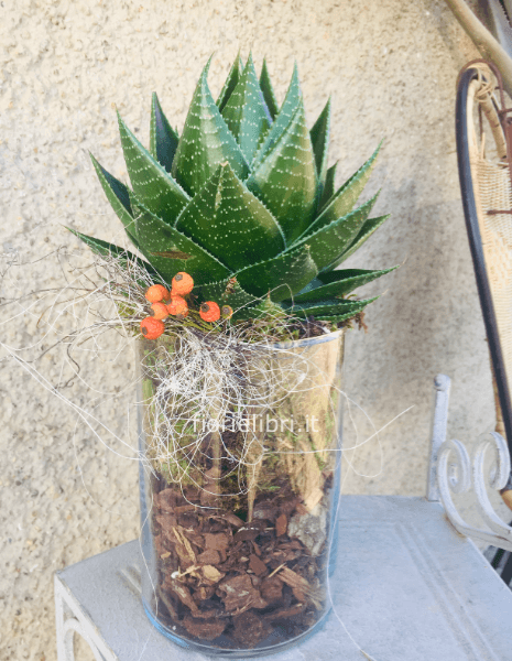 Pianta grassa con vaso