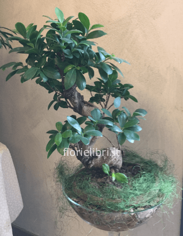 pianta di bonsai