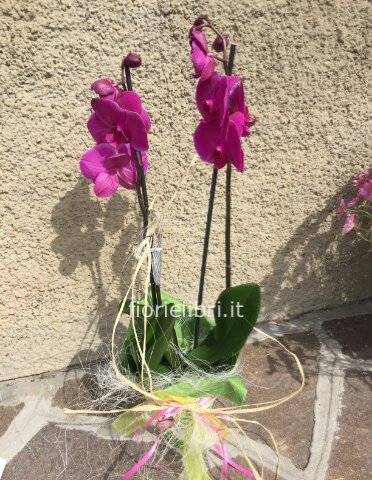 pianta di phalenopsis